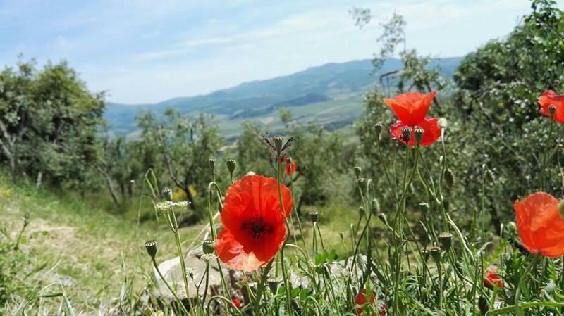 Bed and Breakfast Colombaio In Colle Sant'Angelo in Colle Exterior foto